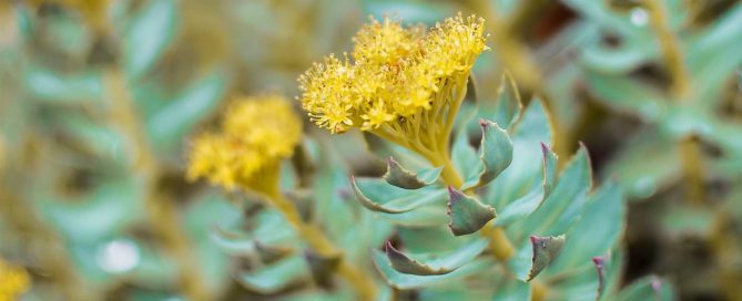 Las propiedades y beneficios de la Rhodiola