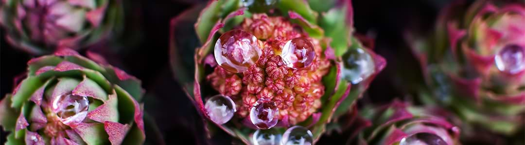 Rhodiola Rosea floreciendo