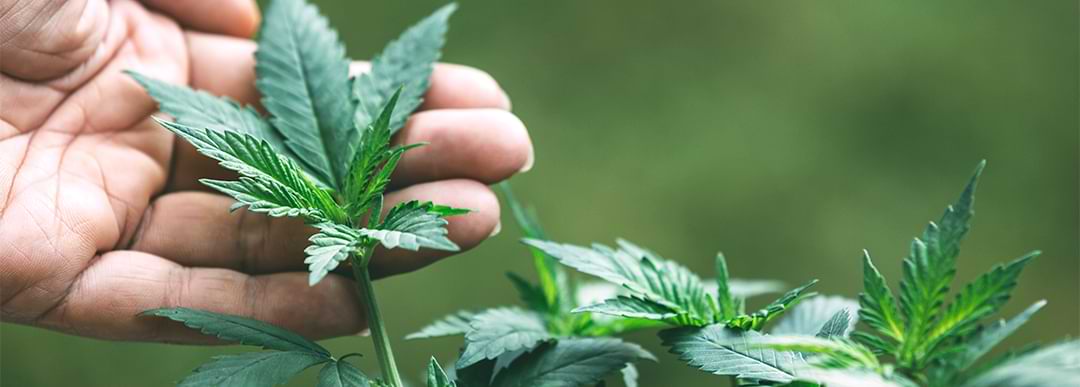 Planta de cannabis sativa