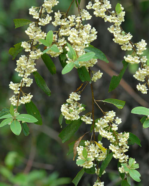 Flores de Litsea Cubeba